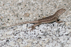 Sceloporus graciosus gracilis