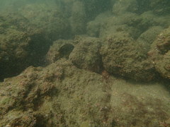 Stegastes rectifraenum