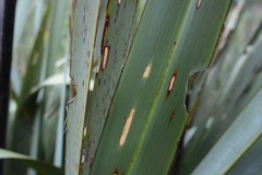 Ichneutica steropastis