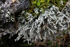 Stereocaulon corticatulum
