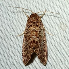 Callopistria granitosa