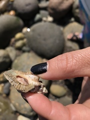 Ocenebrinae