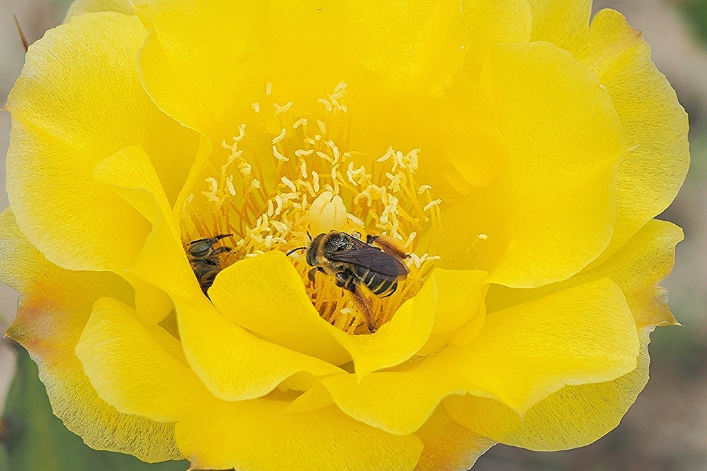 Melissodes from High Ridge Natural Scrub Area 7300 High Ridge Road ...