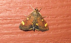 Pyrausta generosa