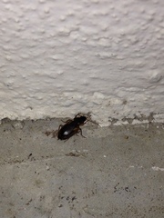 Tanystoma maculicolle