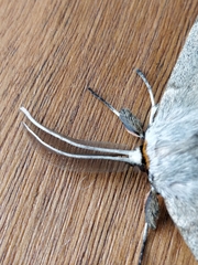 Chelepteryx chalepteryx