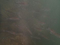 Caranx sexfasciatus
