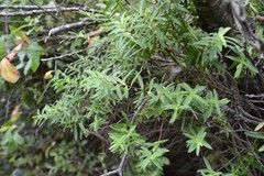 Veronica strictissima