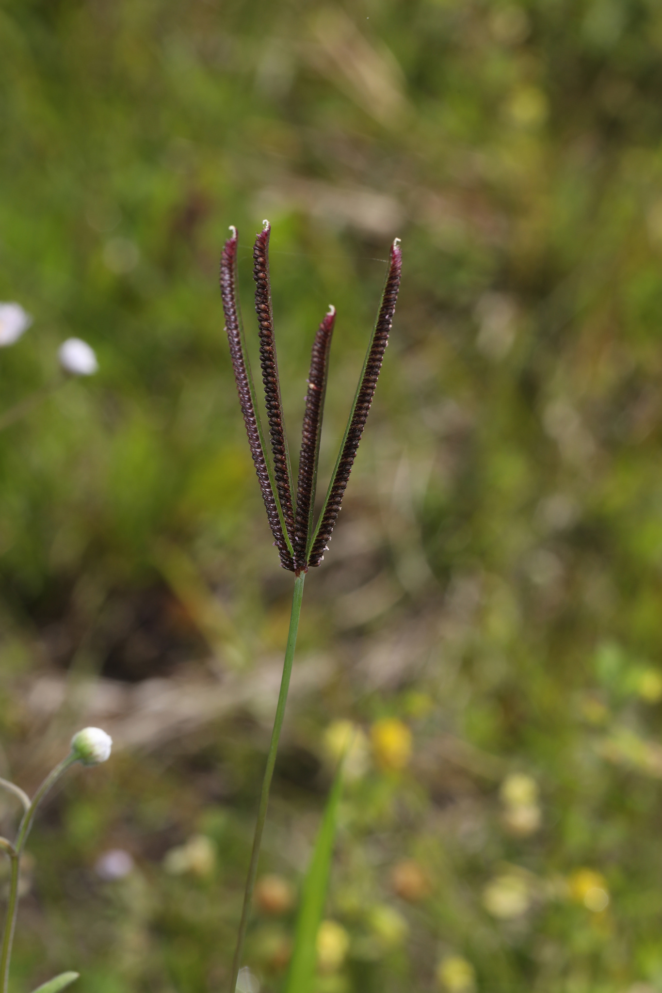 Eustachys