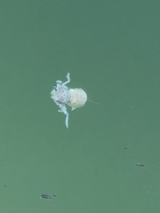 Upogebia pugettensis