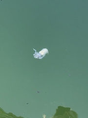 Upogebia pugettensis