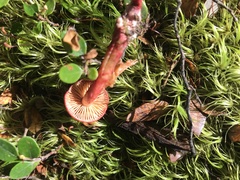 Cortinarius cardinalis