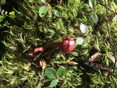 Cortinarius cardinalis