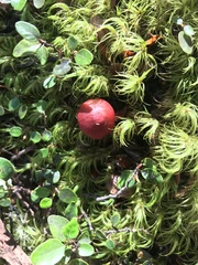 Cortinarius cardinalis