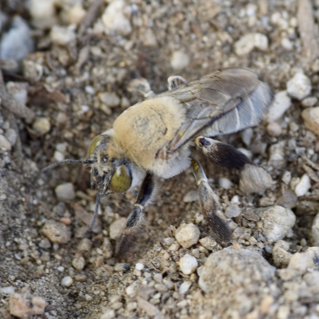 Centris pallida (Abejas con corbícula de México (Apinae)) · iNaturalist