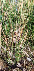 Allocasuarina muelleriana