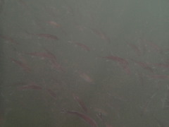 Caranx sexfasciatus