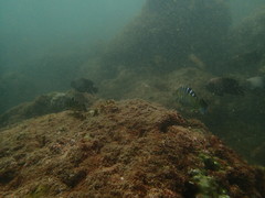 Halichoeres notospilus