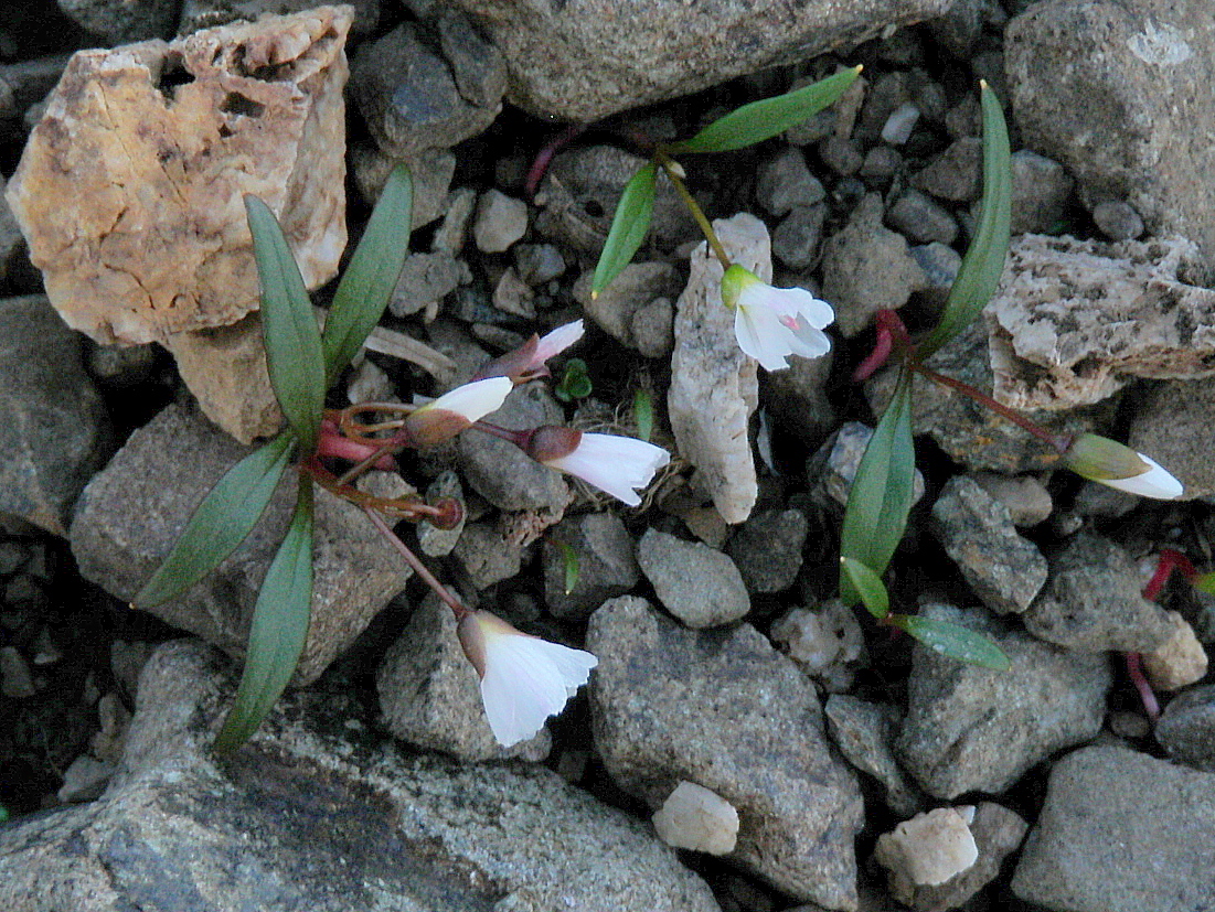 Claytonia multiscapa ssp. pacifica