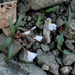 Claytonia multiscapa pacifica - Photo (c) judith holm, alguns direitos reservados (CC BY-NC-ND), uploaded by judith holm