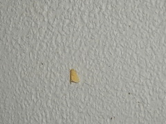 Euproctis cryptosticta