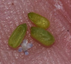 Valerianella carinata