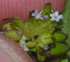 Valerianella carinata