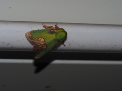 Parasa pastoralis