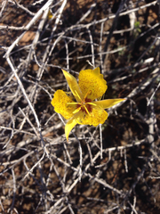 Calochortus weedii weedii