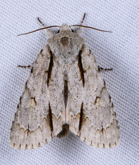 Acronicta lobeliae