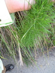 Eupatorium capillifolium image