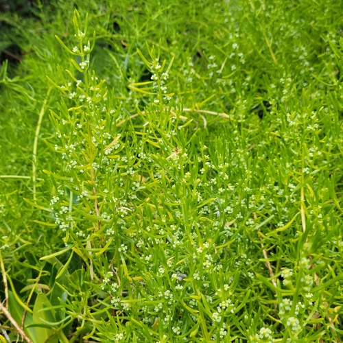 Turtleweed (Batis maritima)