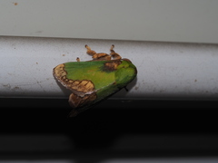 Parasa pastoralis