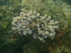 Haliclona caerulea