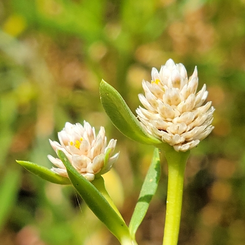 Image of Silverhead (Blutaparon vermiculare) by (c) Jay Horn, some rights reserved (CC BY)