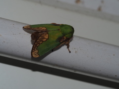 Parasa pastoralis