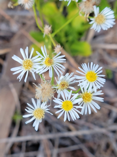 Image of Erigeron vernus by (c) Jay Horn, some rights reserved (CC BY)