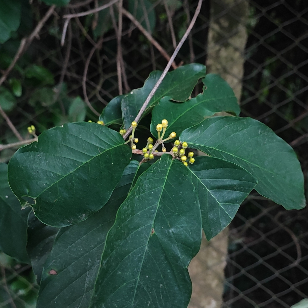 Hiraea gaudichaudiana