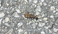 Cicindela gemmata