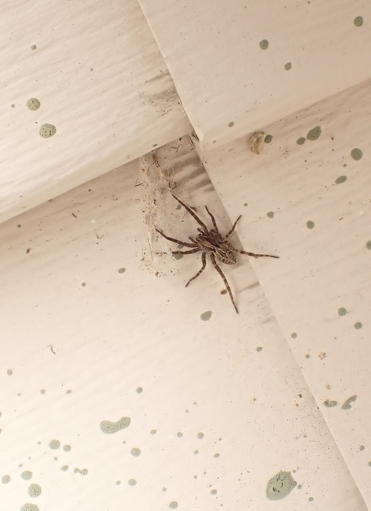 Wolf Spiders from Douglasdale, Calgary, AB T2Z, Canada on April 28 ...