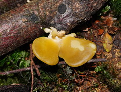 Pleurotus purpureo-olivaceus