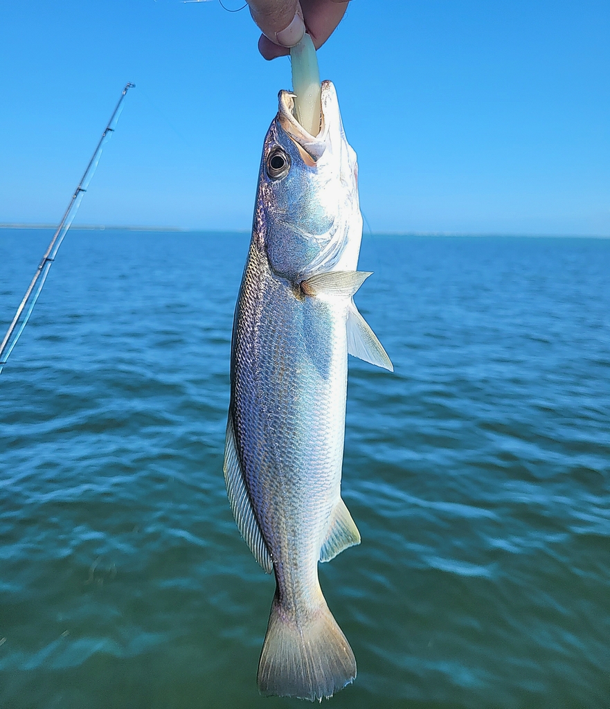 Sand Weakfish from Lee County, US-FL, US on May 02, 2024 at 11:05 AM by ...