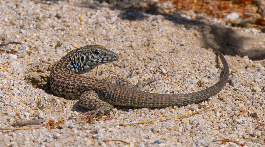 Western Whiptail (Arizona: Sky Island Specialties) · INaturalist