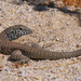 Western Whiptail - Photo (c) uzun, some rights reserved (CC BY-NC), uploaded by uzun