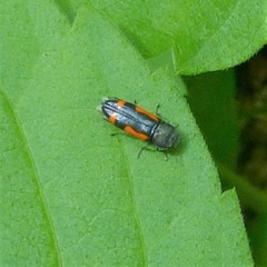 Ptosima laeta