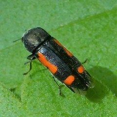 Ptosima laeta