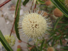 Cephalanthus salicifolius