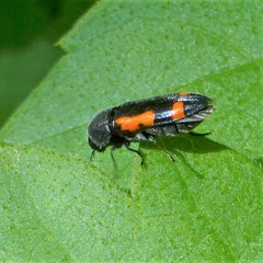 Ptosima laeta