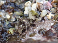 Pachygrapsus