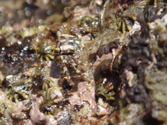 Pachygrapsus